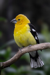 Golden Grosbeak bird, ecuadorian bird