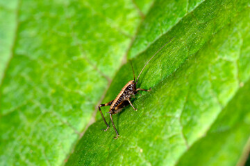 The nymph (Instar) of the dark bush cricket Pholidoptera griseoaptera walking round a leaf in Spring