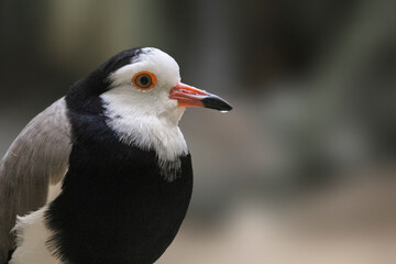 Long-toed Lapwing, Vanellus crassirostris