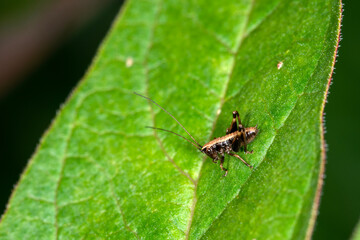 The nymph (Instar) of the dark bush cricket Pholidoptera griseoaptera walking round a leaf in Spring