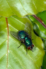 The common greenbottle, Lucilia Caesar. At rest on a leaf, front view showing red compound eyes