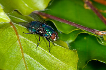 The common greenbottle, Lucilia Caesar. At rest on a leaf, front view showing red compound eyes