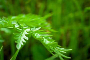close up of grass