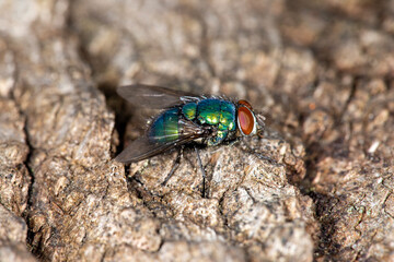 The common greenbottle, Lucilia Caesar. At rest on a piece of decayed wood, side view showing red...