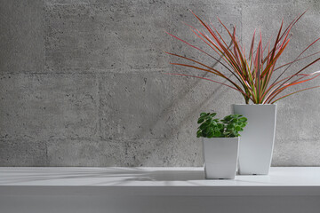 窓明かりに照らされる鉢植えの観葉植物
