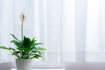 窓明かりに照らされる鉢植えの観葉植物（スパティフィラム）
