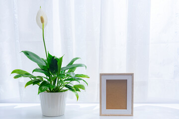 窓明かりに照らされる鉢植えの観葉植物（スパティフィラム）
