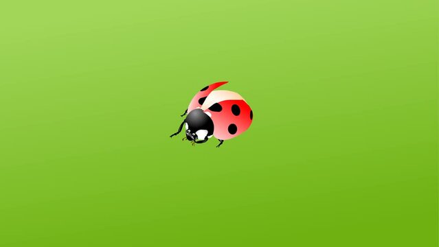 ladybug 2d animation and background, lady bird, little