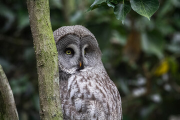 Great grey owl in its natural habitat. Strix nebulosa