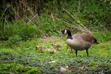 The Canada goose, sometimes called Canadian goose. Branta canadensis with kind