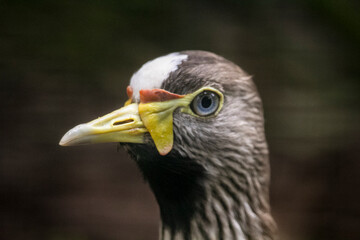 African Wattled Lapwing, Vanellus senegallus, noisy plover