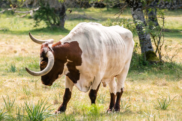 Brown and white longhorn ox, grazing quietly in a meadow during the day. Close up, selective focus, concepts.