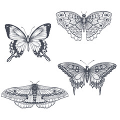 Obraz premium Hand-draw butterfly sketch set on a white backround. Vector illustration.