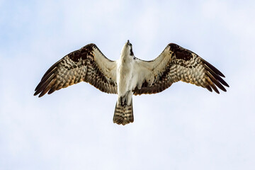 Majestic Osprey flying overhead with wings open