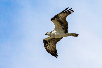 Fototapeta premium Majestic Osprey flying overhead with wings open