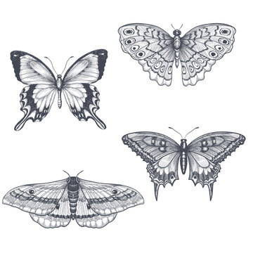 Hand-draw butterfly sketch set on a white backround. Vector illustration.