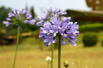 Agapanthus, the flower of love, is a wintery purple flower that stands out for its long inflorescences that rise above the bush. while at the end of the inflorescence a small flower emerges.