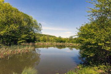 Forest Lake. Green forest in spring. Deciduous forest. green tender leaves.