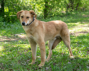 stray puppy dog full body photo on green grass background