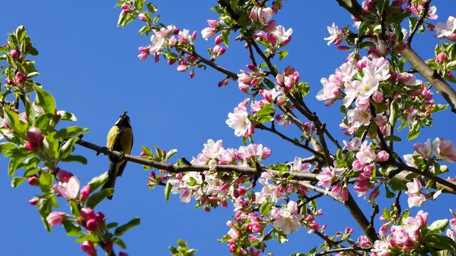 Titmouse on a branch of a blossoming apple tree.