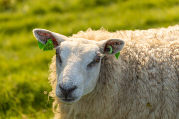 Portrait of a sheep at sunrise