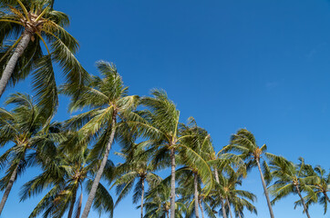 Fototapeta premium Coconut Grove Against Turquoise Blue Sky in Hawaii.