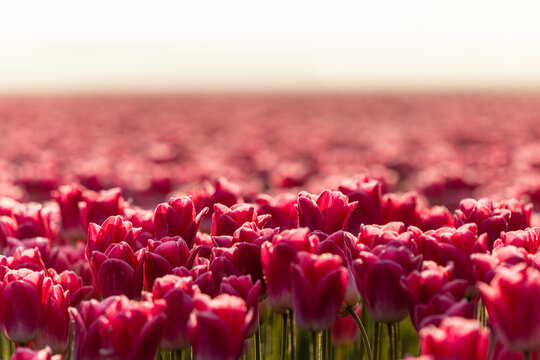 A field of tulips at sunrise