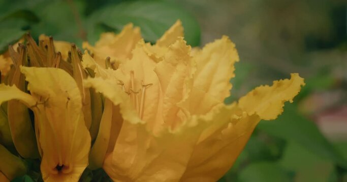 Bright yellow flower close-up on African Tulip Tree on in wilderness tropical dry forest.