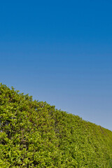 Freshly cut roadside boundary hedge in English countryside. On a sunny day against blue sky