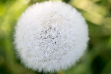 Dandelion, Taraxacum officinale fluffy ball closeup selective focus