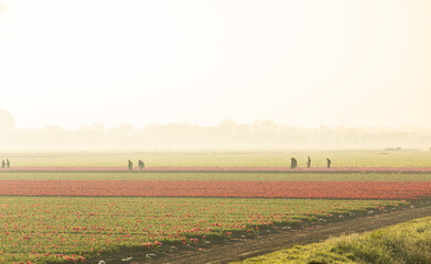 A tulip farm in the rising sun. People in the field