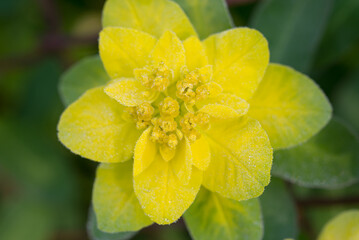 Euphorbia polychroma, cusion spyrge yellow flower closeup selective focus