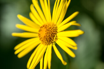 Leopard's bane, Doronicum orientale yellow flower closeup selective focus