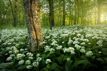Blooming wild garlic in the forest