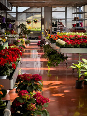 Fototapeta na wymiar Greenhouse, Blooming Potted Flower Haven