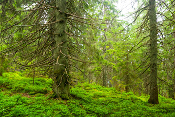 fir tree forest  on mountain slope