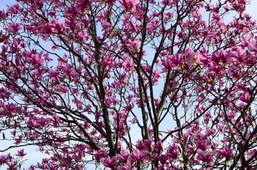 Tree of pink flowers - 601135699