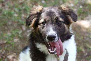 stray puppy dog close up portrait on green grass background