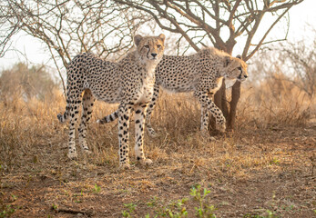 Portrait of a cheetah in South Africa