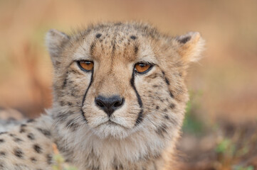 Naklejka na ściany i meble Portrait of a cheetah in South Africa