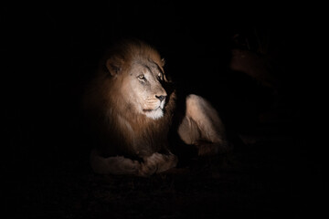 Portrait of a male lion at night