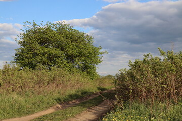 Field road among wild rose bushes