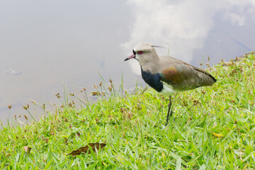 Fotos no Jardim Botanico-SP
