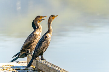 A Double-crested Cormorants are standing on the boat dock.