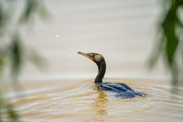 A double-crested cormorant swimming in the lake. Wildlife photography.