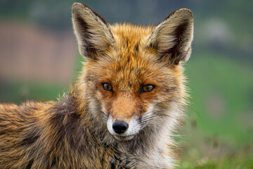 Red fox portrait and blurry landscape