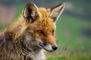 Red fox portrait and blurry landscape