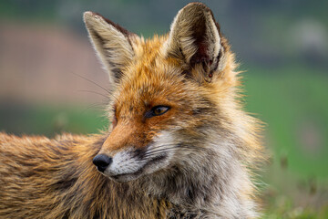 Red fox portrait and blurry landscape