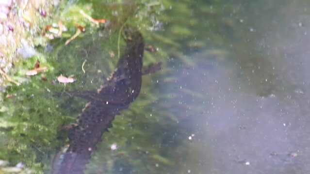 Mating couple of great crested newts or mating salamanders in garden pond mating season show mating habits in natural lake as amphibious animals in underwater idyllic environment for aquatic species