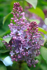Purple lilac in spring garden